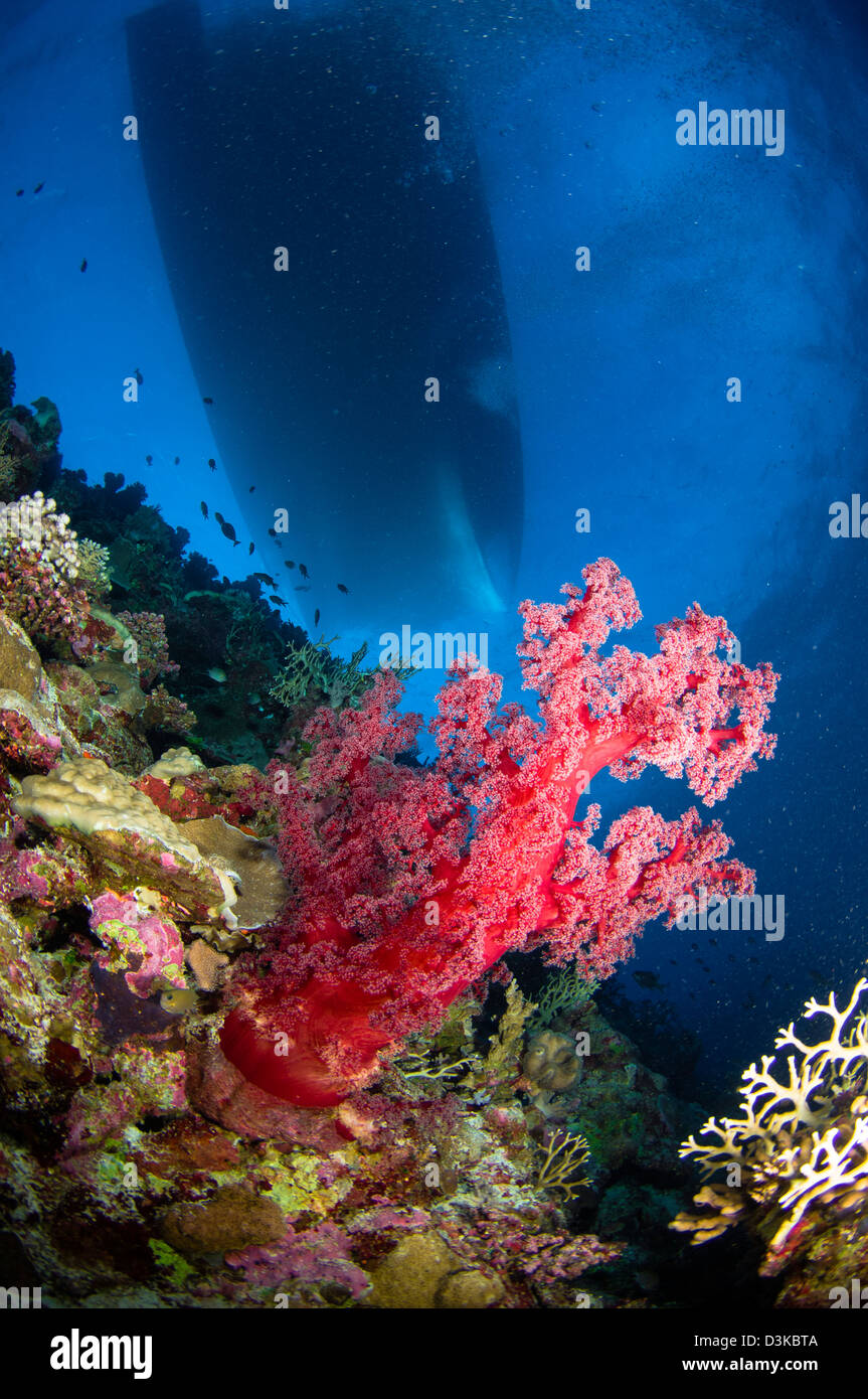 Rote Weichkorallen mit Silhouette des Schiffes, Australien. Stockfoto