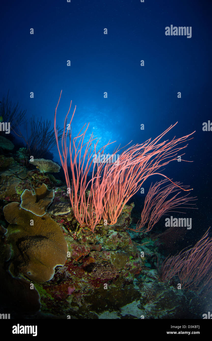 Meer-Peitschen und Korallen, Australien. Stockfoto