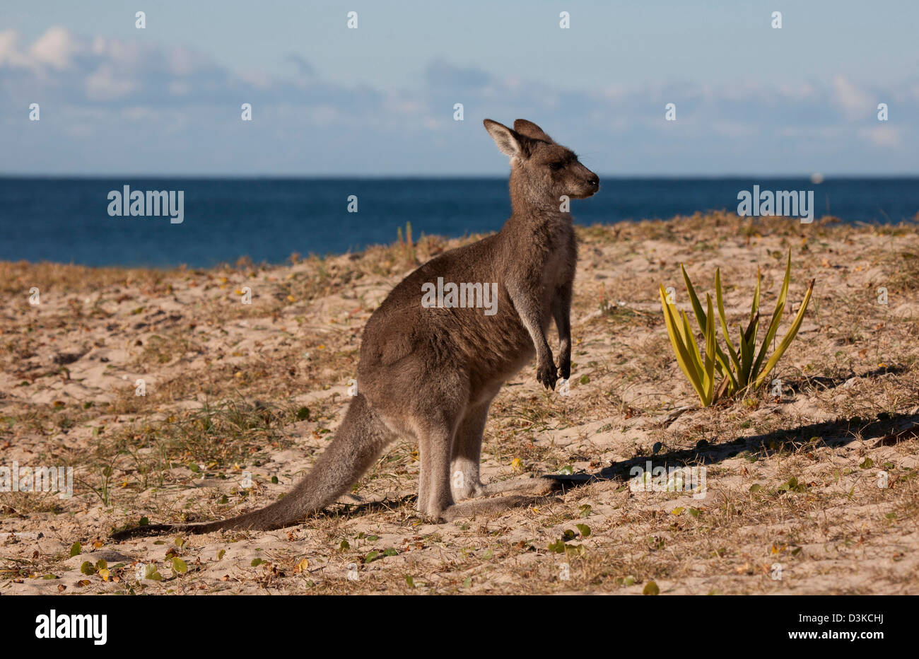 Östliche graue Känguru auf eine Surf Strand-Pebbly Beach Murramarang Nationalpark South Coast New South Wales Australia Stockfoto