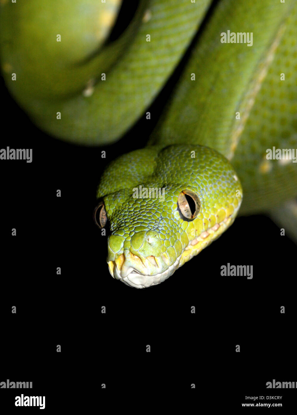 Grüner Baum Python Morelia Viridis mit schwarzem Hintergrund geeignet für Ausschnitt Stockfoto