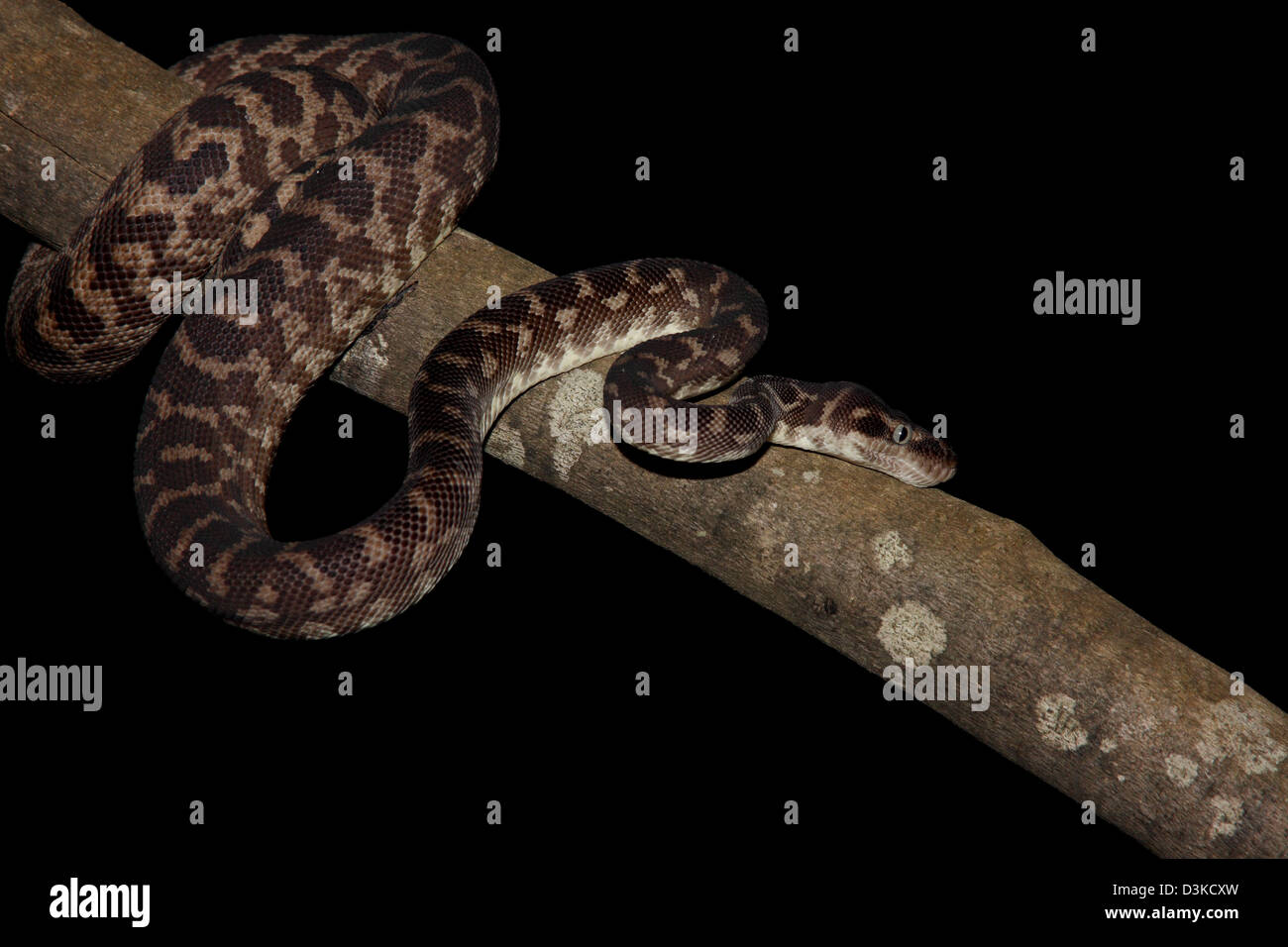 Grobe skalierte Python Morelia Carinataphotographed in einem Studio mit einem schwarzen Hintergrund bereit für Ausschnitt Stockfoto