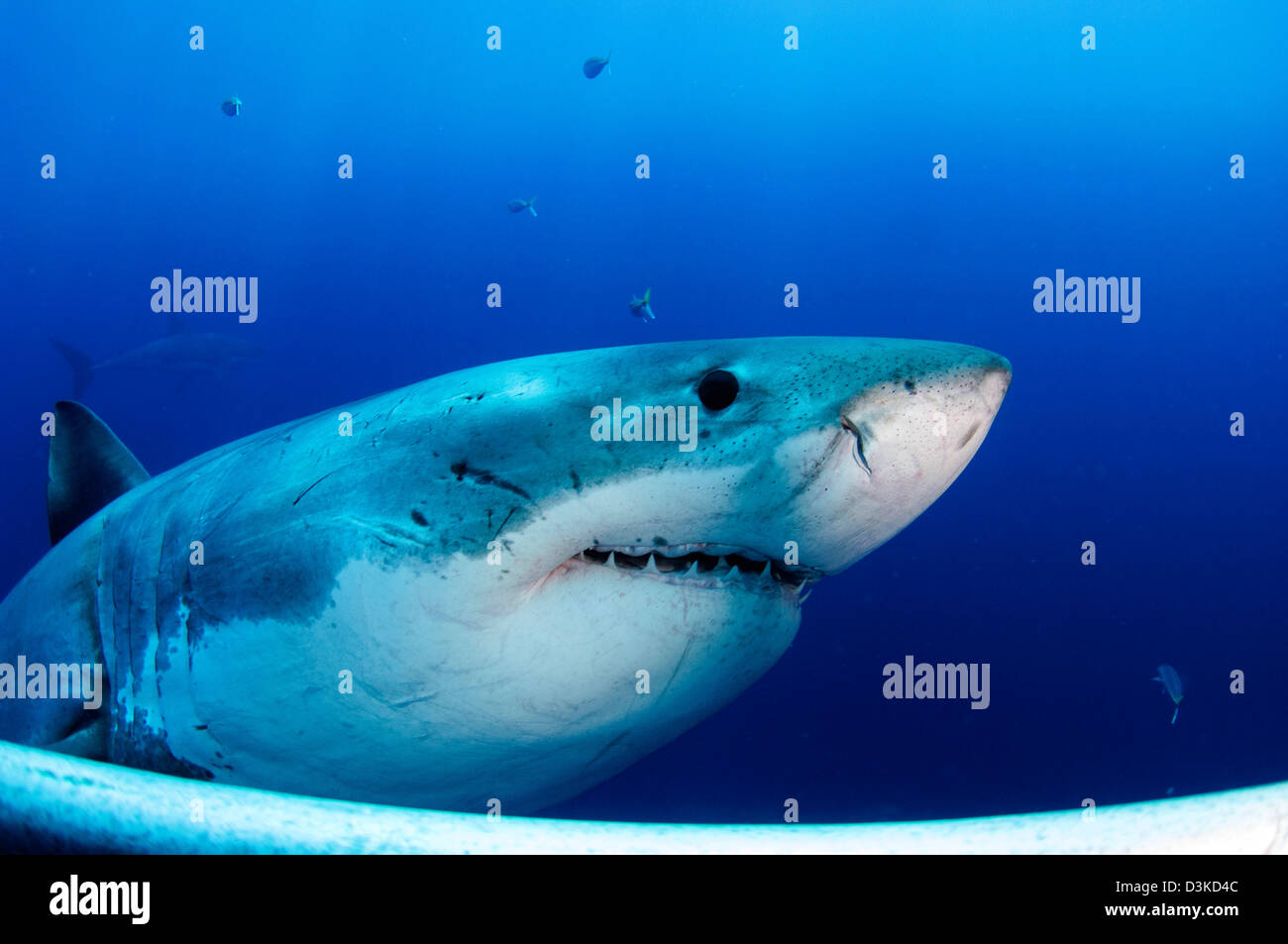 Great White Shark, Insel Guadalupe, Mexiko. Stockfoto