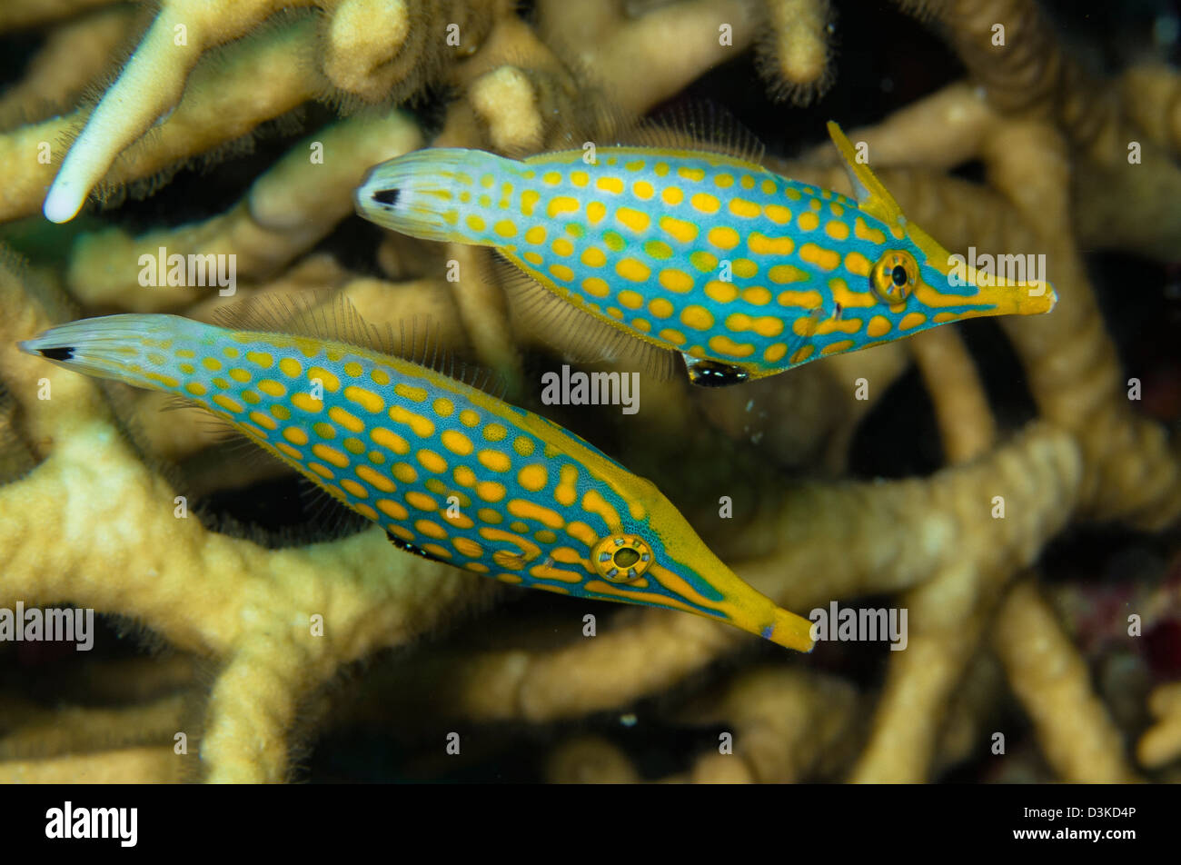 Paar Kometen Fisch, Australien. Stockfoto