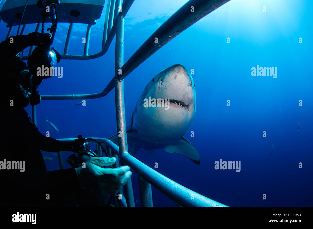 Weibliche Great White und Unterwasser-Fotografen, Insel Guadalupe, Mexiko. Stockfoto