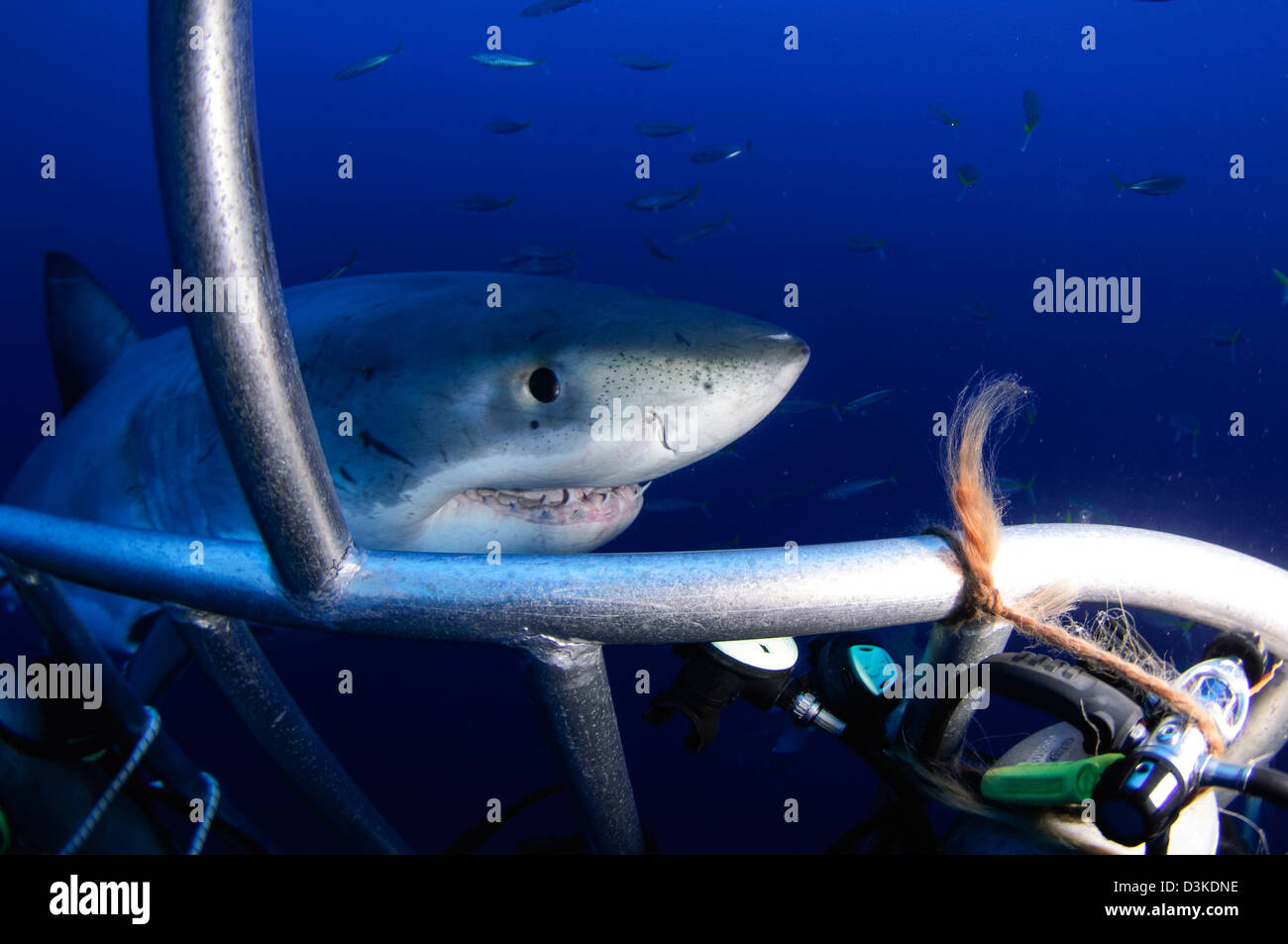 Weibliche Great White Shark, Insel Guadalupe, Mexiko. Stockfoto