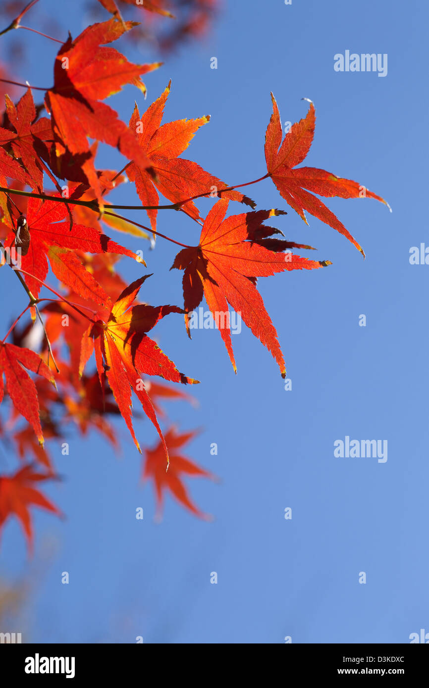 Rot-Ahorn-Blätter und blauer Himmel Stockfoto