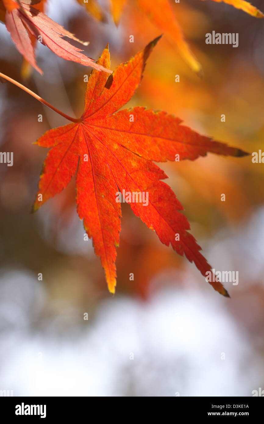 Rotes Ahornblatt Stockfoto