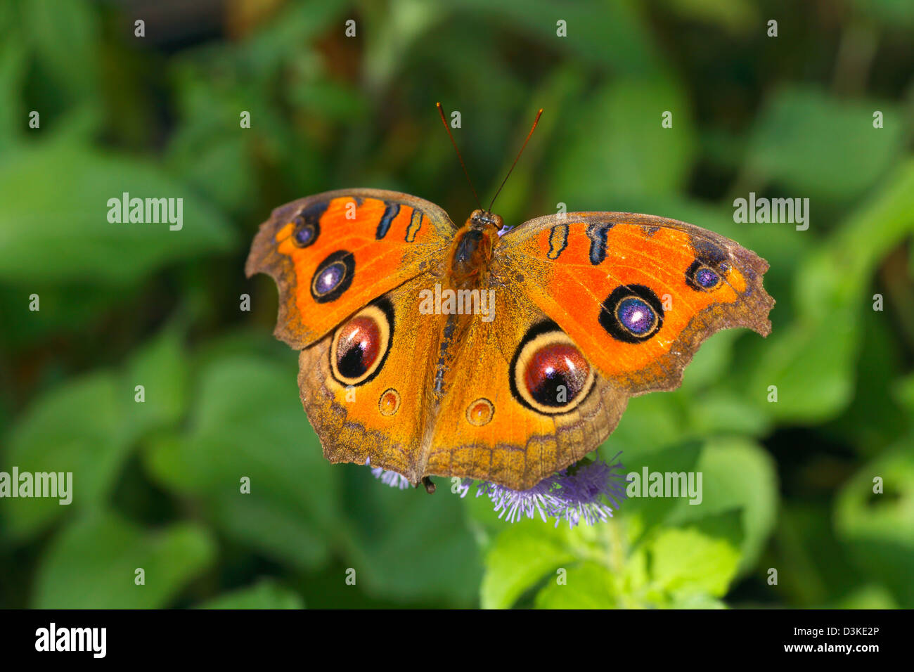 Peacock Stiefmütterchen Schmetterling Stockfoto