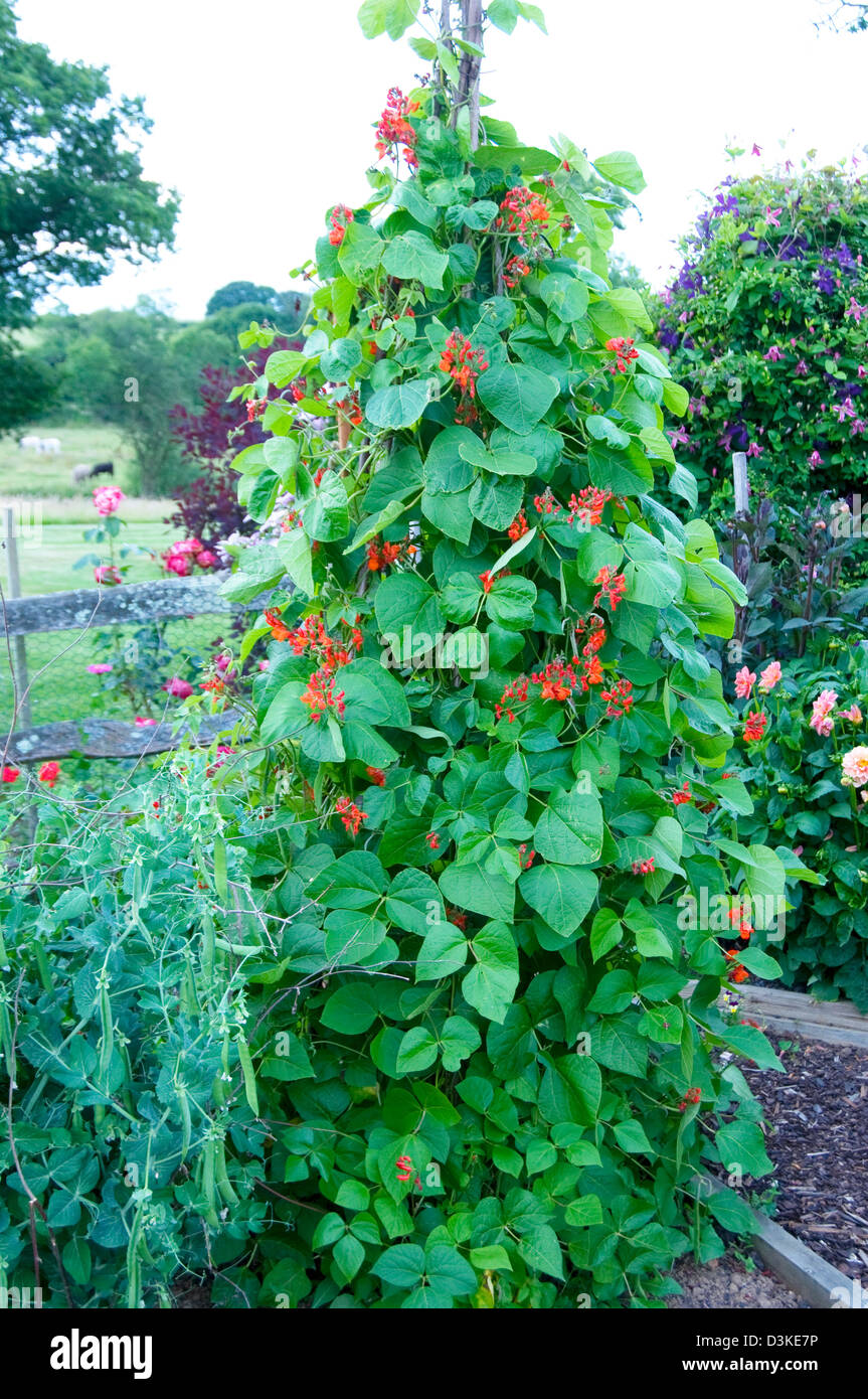 Bio Scarlet Stangenbohnen wächst in einem englischen Cottage Garten Stockfoto