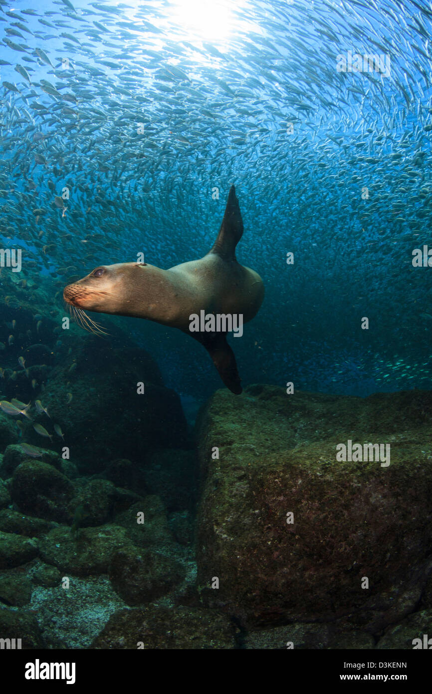 Seelöwe jagt eine Schule der Köder Fisch, Los Islotes, La Paz, Mexiko. Stockfoto