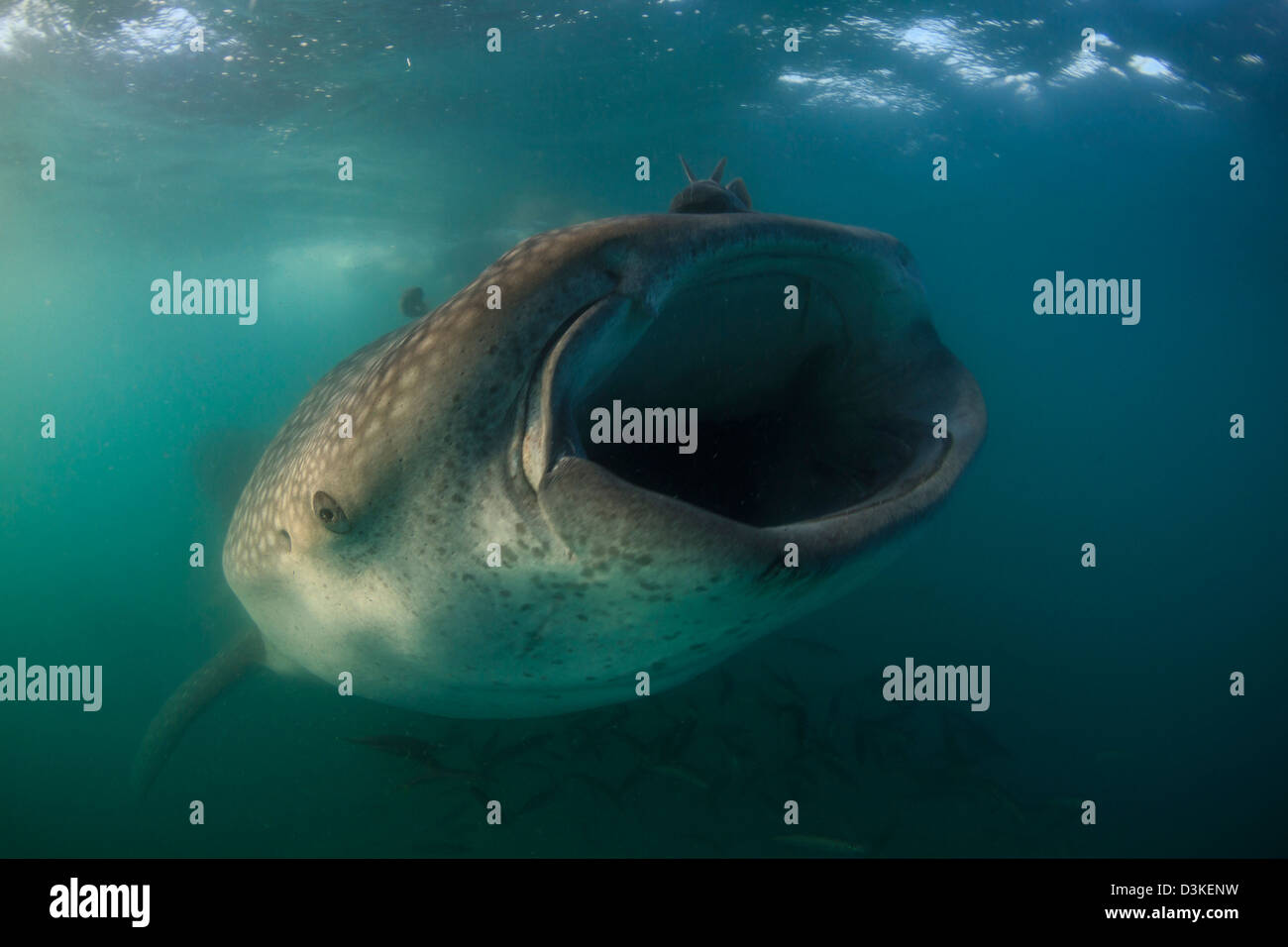 Fütterung der Walhai, La Paz, Mexiko. Stockfoto