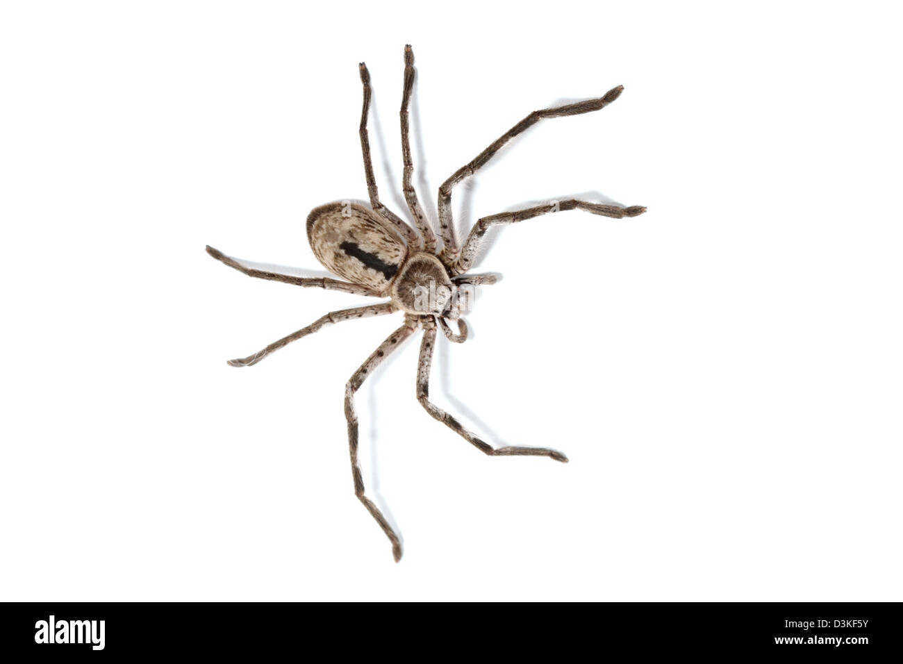 Huntsman Spinne australischen Insekt fotografiert in einem Studio mit einem weißen Hintergrund bereit für Ausschnitt Stockfoto