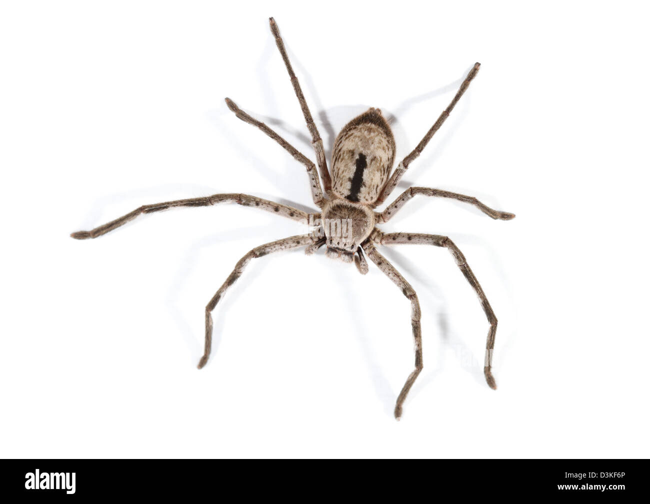 Huntsman Spinne (Sparassidae, ehemals Heteropodidae) fotografiert in einem Studio mit einem weißen Hintergrund bereit für Ausschnitt Stockfoto