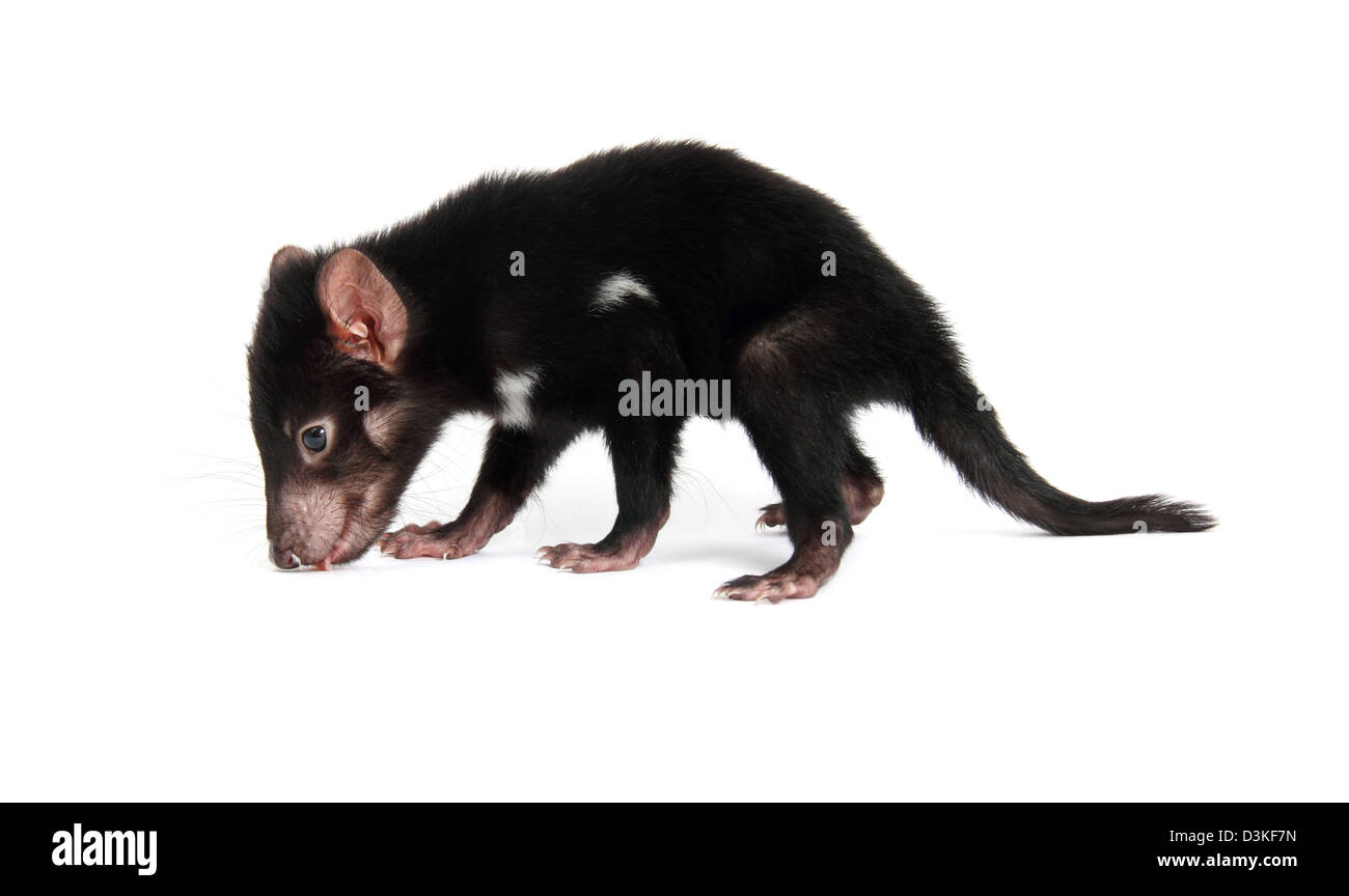 Tasmanische Teufel juvenile Stockfoto
