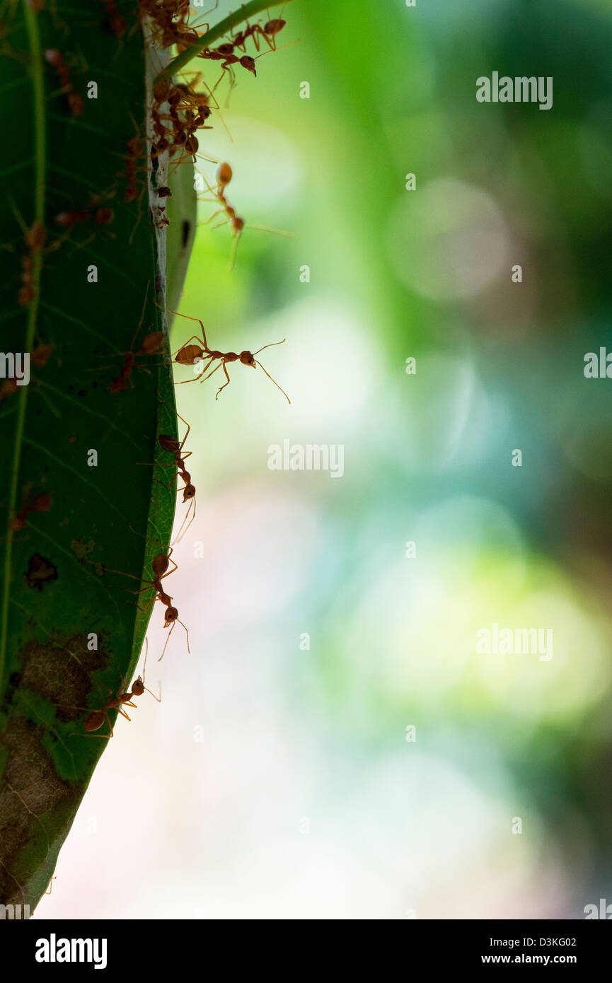 Oecophylla smaragdina. Weaver Ant's Nest auf einem Mangobaum. Andhra Pradesh, Indien Stockfoto