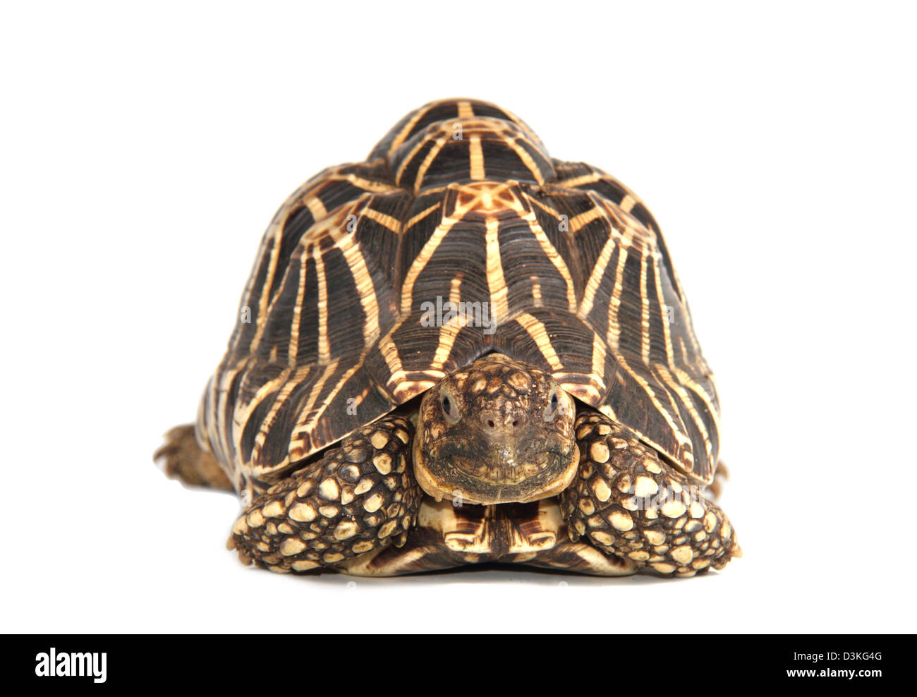 Indische Sterne Schildkröte Geochelone Elegans fotografiert in einem Studio geeignet für Ausschnitt Stockfoto
