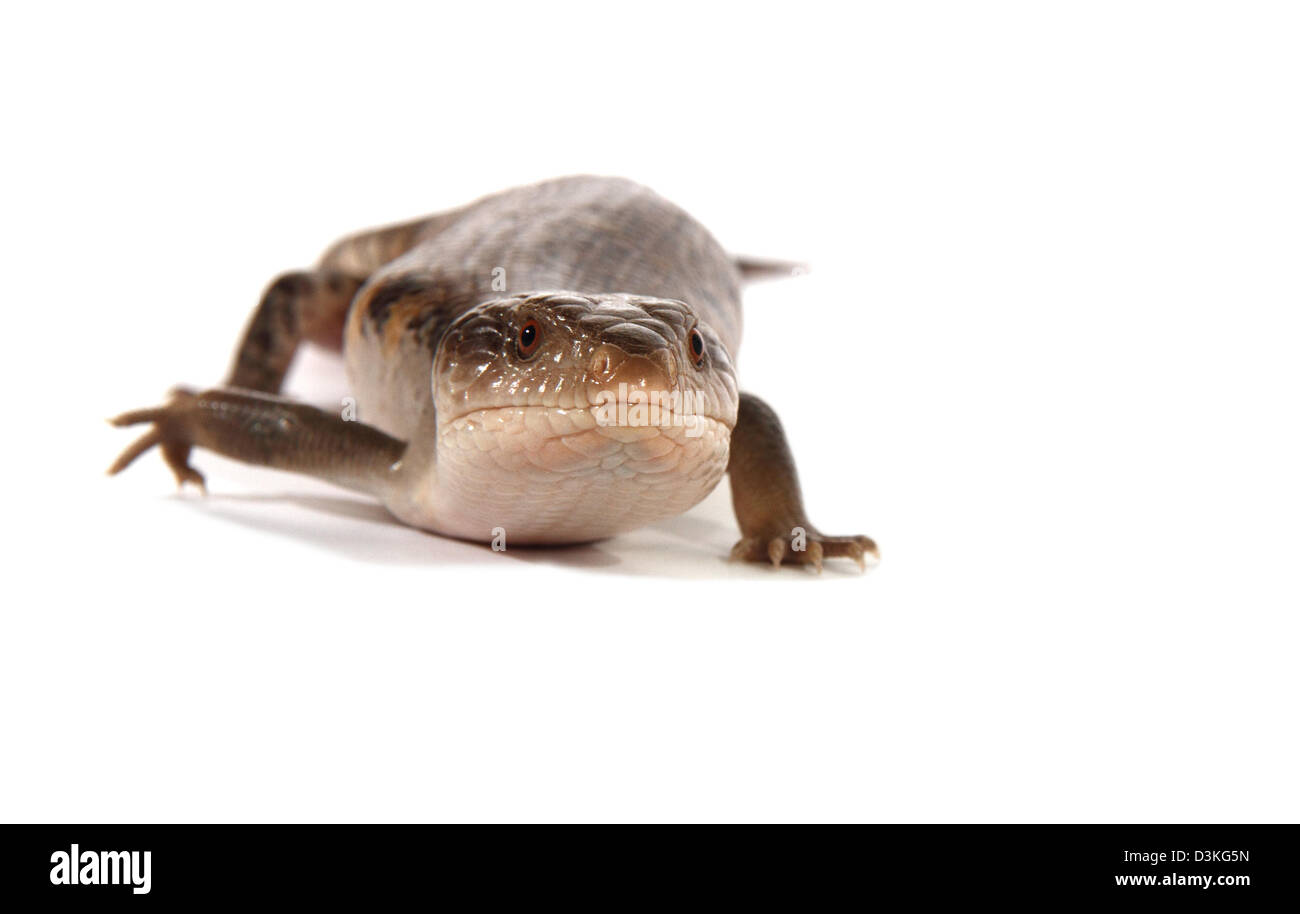 gemeinsamen blau-Zunge, Tiliqua scincoides Stockfoto