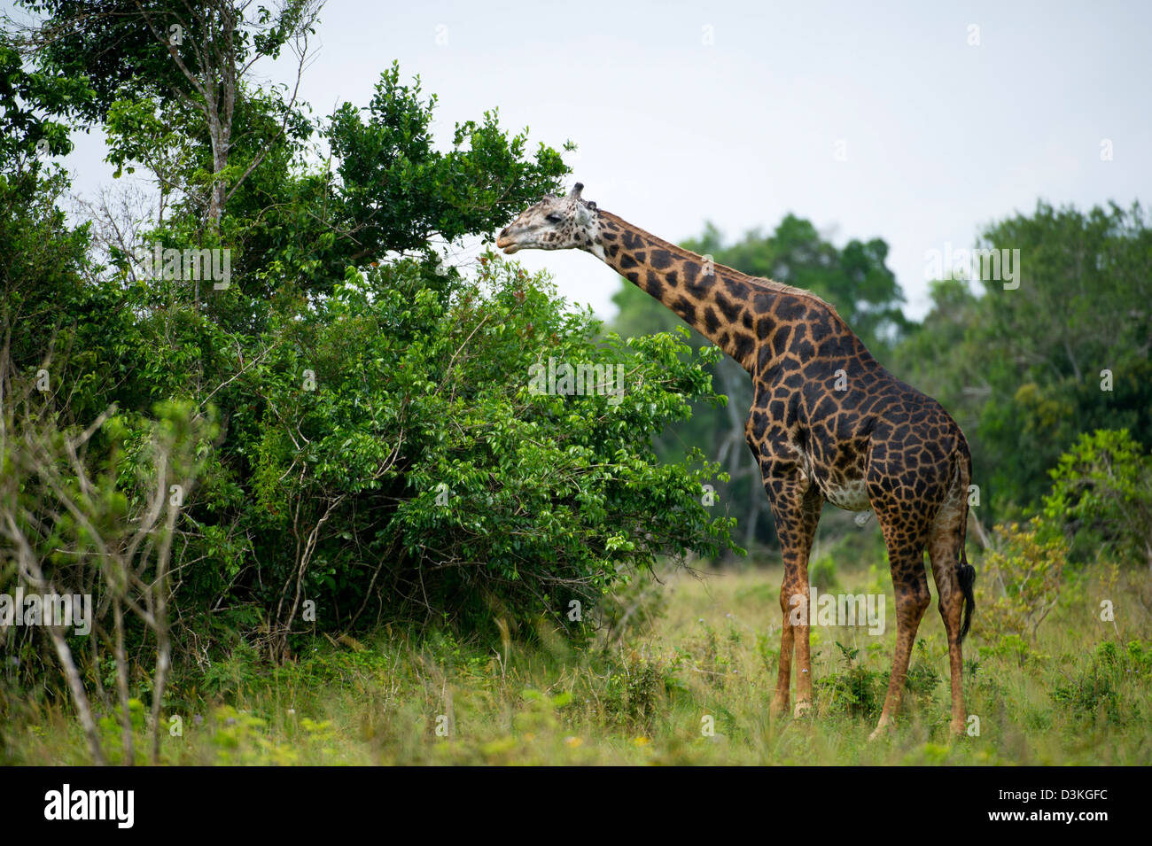 Maasai Giraffe (Giraffa Plancius Tippelskirchi), Shimba Hills National Reserve, Kenia Stockfoto