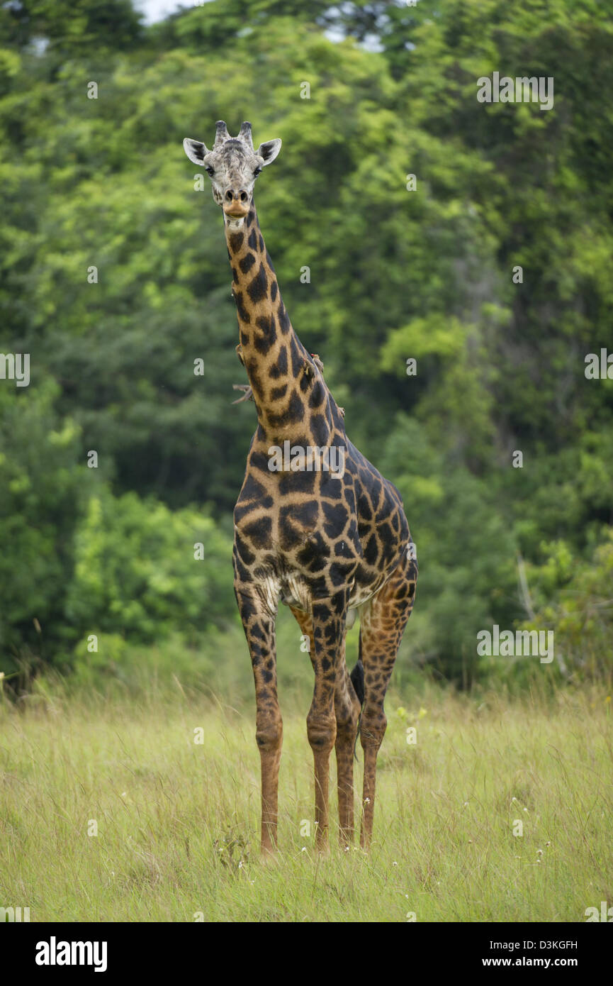 Maasai Giraffe (Giraffa Plancius Tippelskirchi), Shimba Hills National Reserve, Kenia Stockfoto