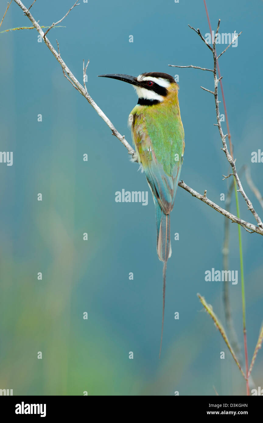 Weiße-throated Bienenfresser, Shimba Hills National Reserve, Kenia Stockfoto