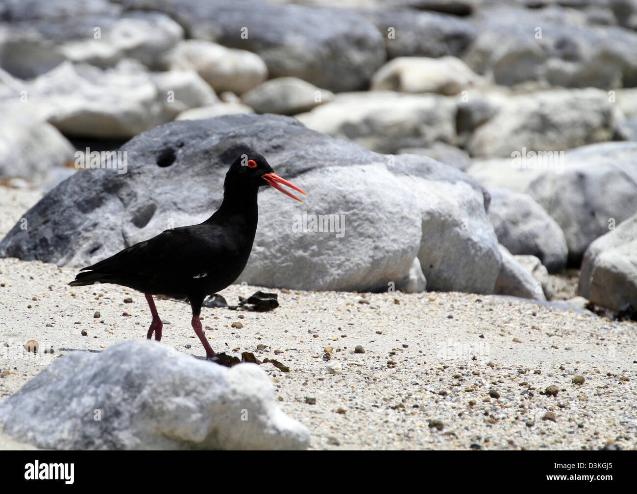 Afrikanischen Austernfischer oder afrikanische schwarze Austernfischer, (Haematopus Moquini) am Strand von Kommetjie bei Kapstadt. Stockfoto