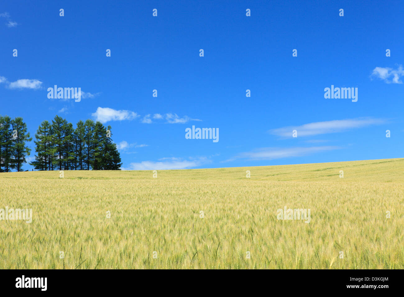 Mild Seven Hill in Biei, Hokkaido Stockfoto