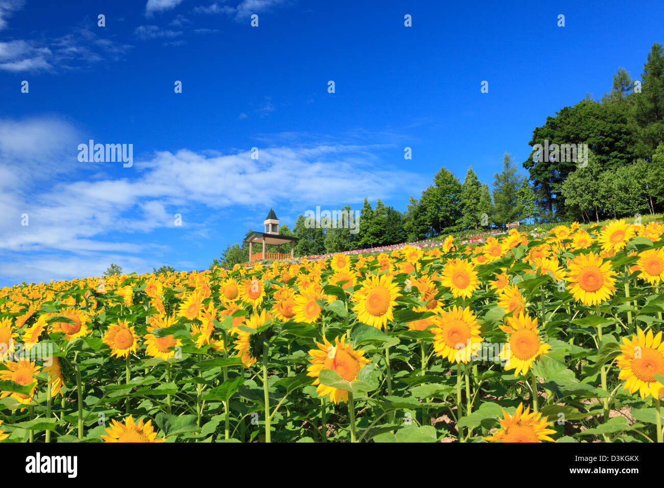 Sonnenblumenfeld und blauer Himmel mit Wolken Stockfoto