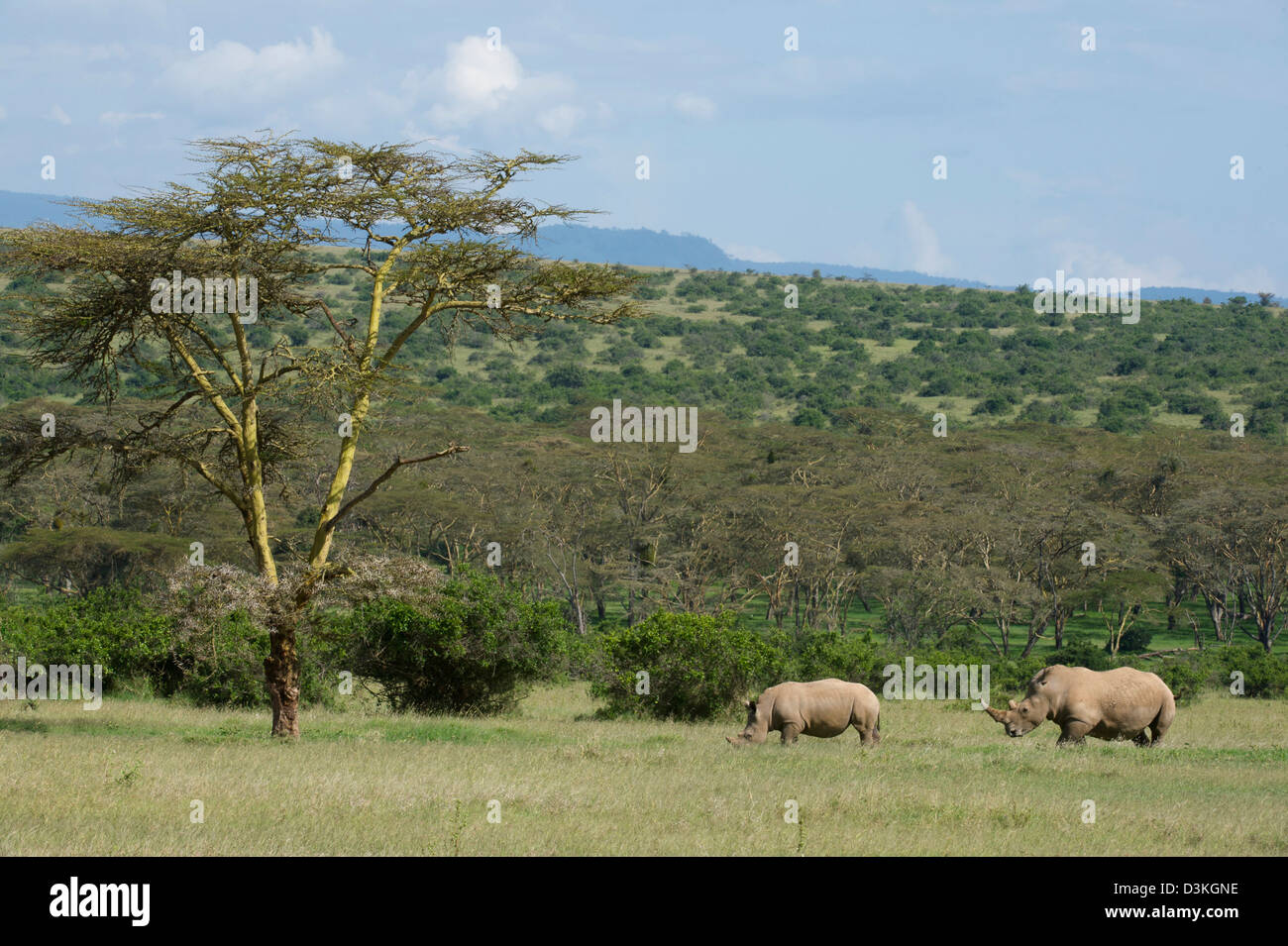 Weißer Rhinoceros (Ceratotherium Simum), Solio Game Ranch, Laikipia, Kenia Stockfoto