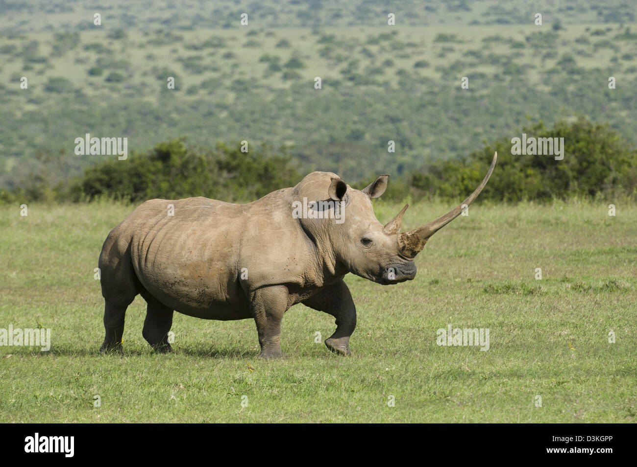 Weißer Rhinoceros (Ceratotherium Simum), Solio Game Ranch, Laikipia, Kenia Stockfoto