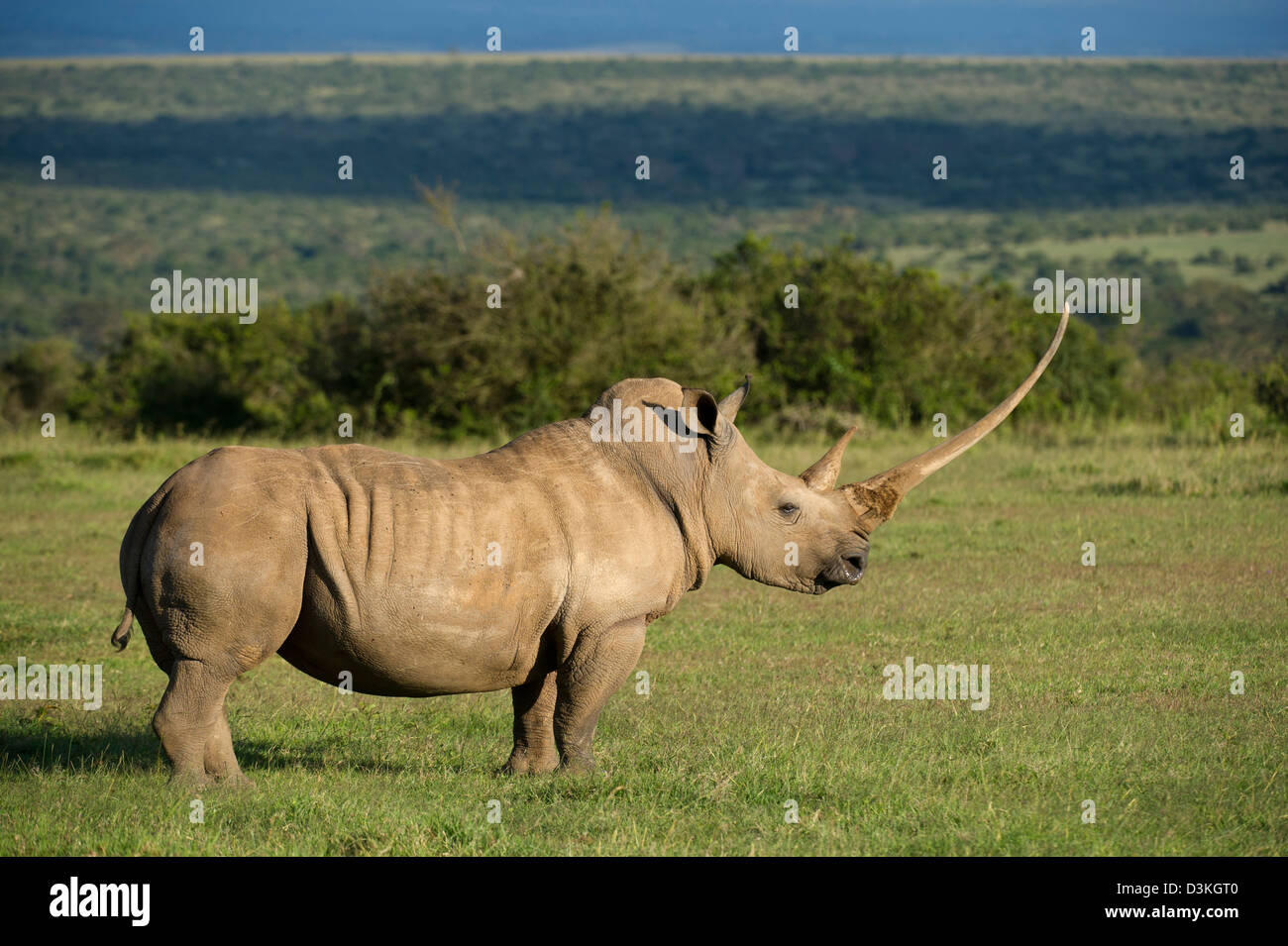 Weißer Rhinoceros (Ceratotherium Simum), Solio Game Ranch, Laikipia, Kenia Stockfoto