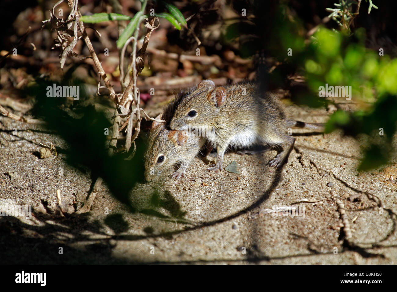 Rhabdomys Pumilio (vier-gestreiften Rasen Maus, gestreifte Feldmaus, gestreifte Maus) im Unterholz im Western Cape. Stockfoto