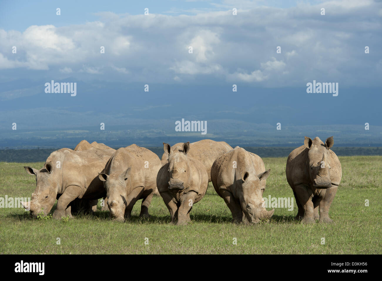 Weißer Rhinoceros (Ceratotherium Simum), Solio Game Ranch, Laikipia, Kenia Stockfoto