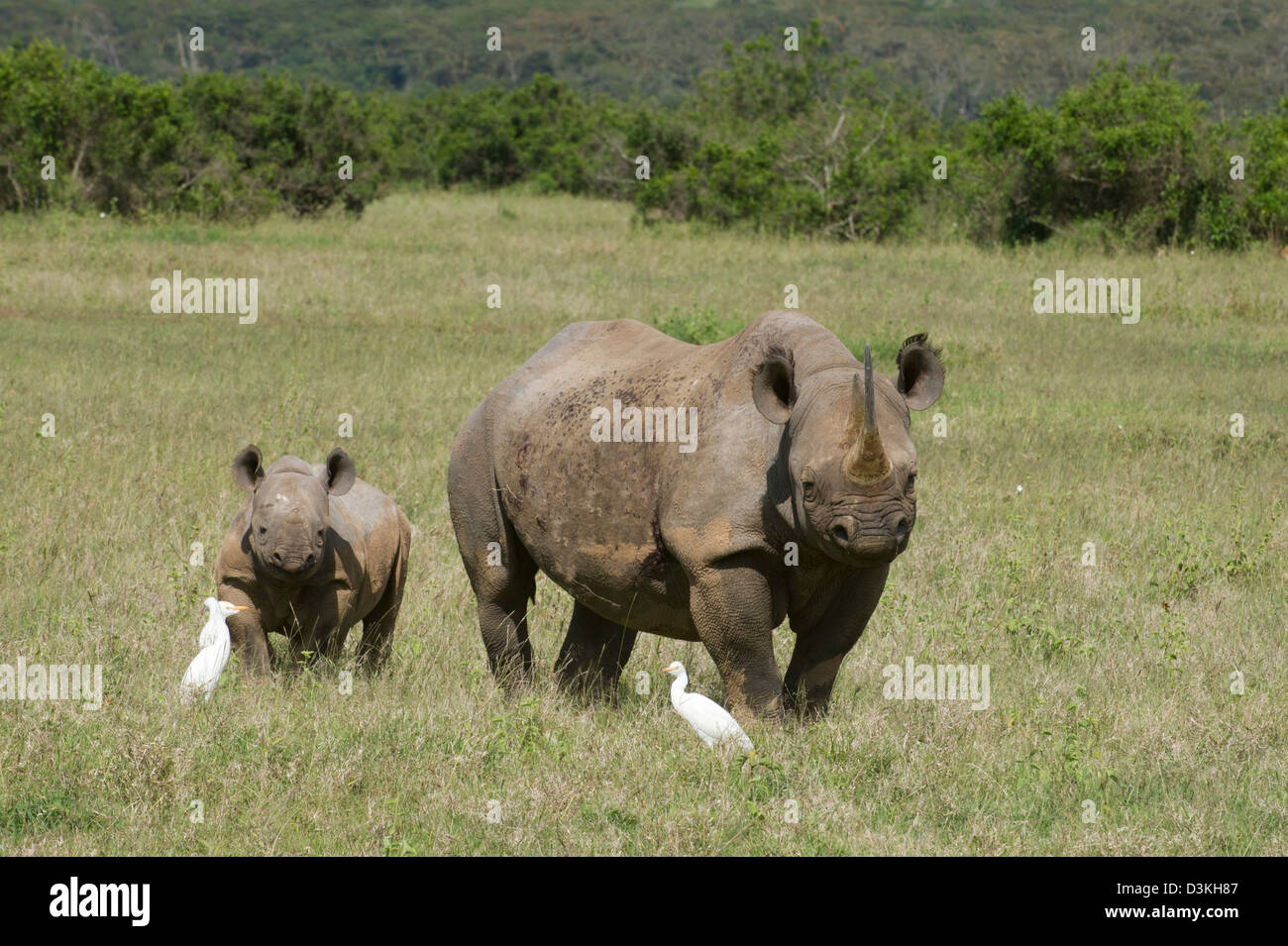 Schwarzes Nashorn mit Kalb (Diceros Bicornis), Solio Game Ranch, Laikipia, Kenia Stockfoto