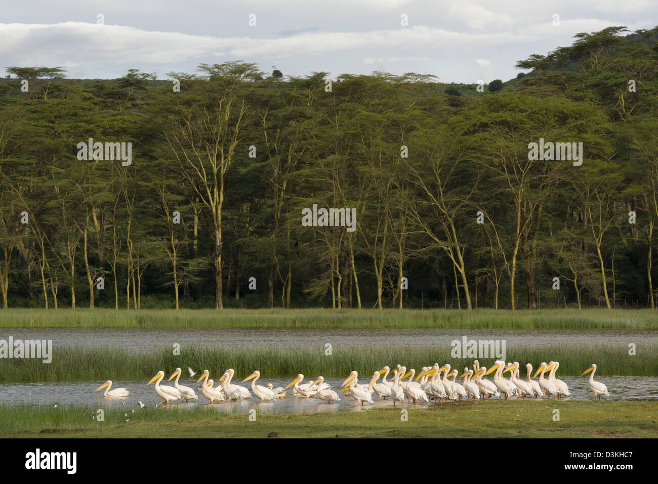 Große weiße Pelikane, Pelecanus Onocrotalus, Lake Baringo, Soysambu Conservancy, Kenia Stockfoto