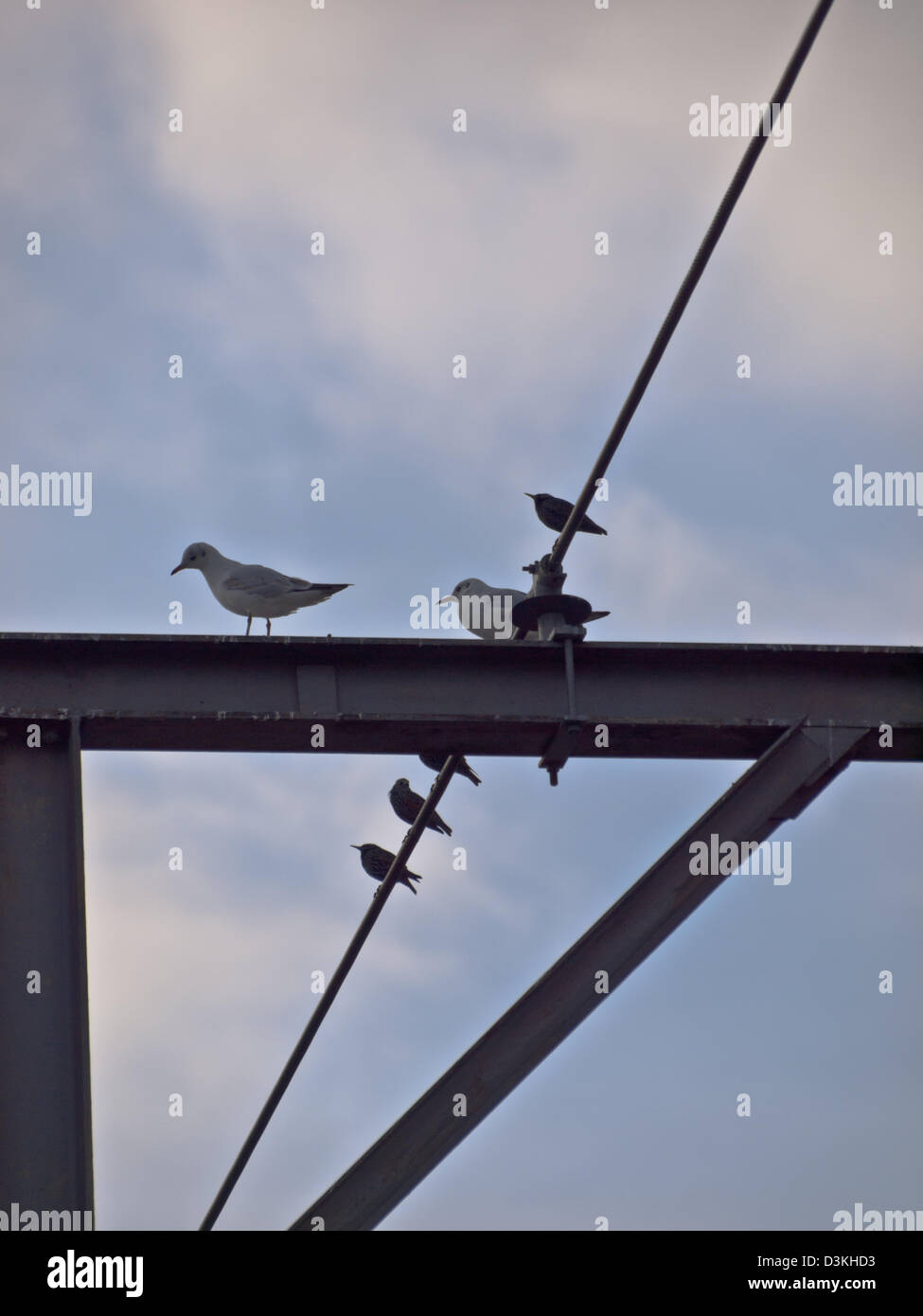 Vögel thront auf Überlandleitungen Kabel über eine Eisenbahnlinie. Stockfoto