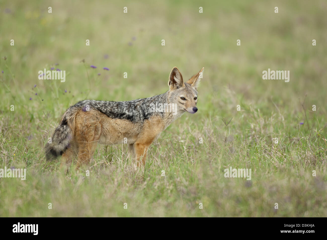 Black-backed Jackal (Canis Mesomelas), Soysambu Conservancy, Kenia Stockfoto