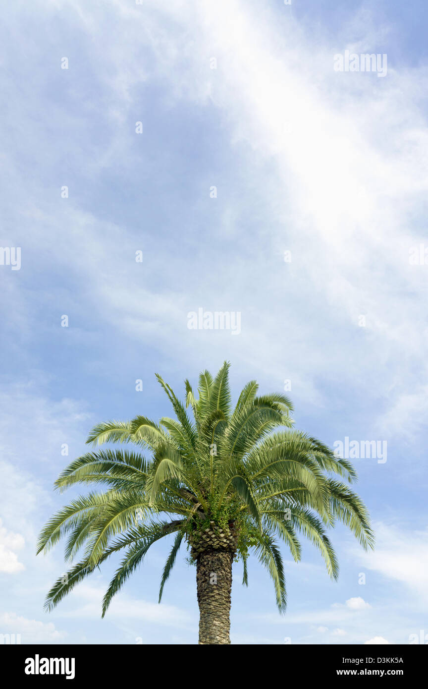 Palme und Himmel mit Wolken Stockfoto