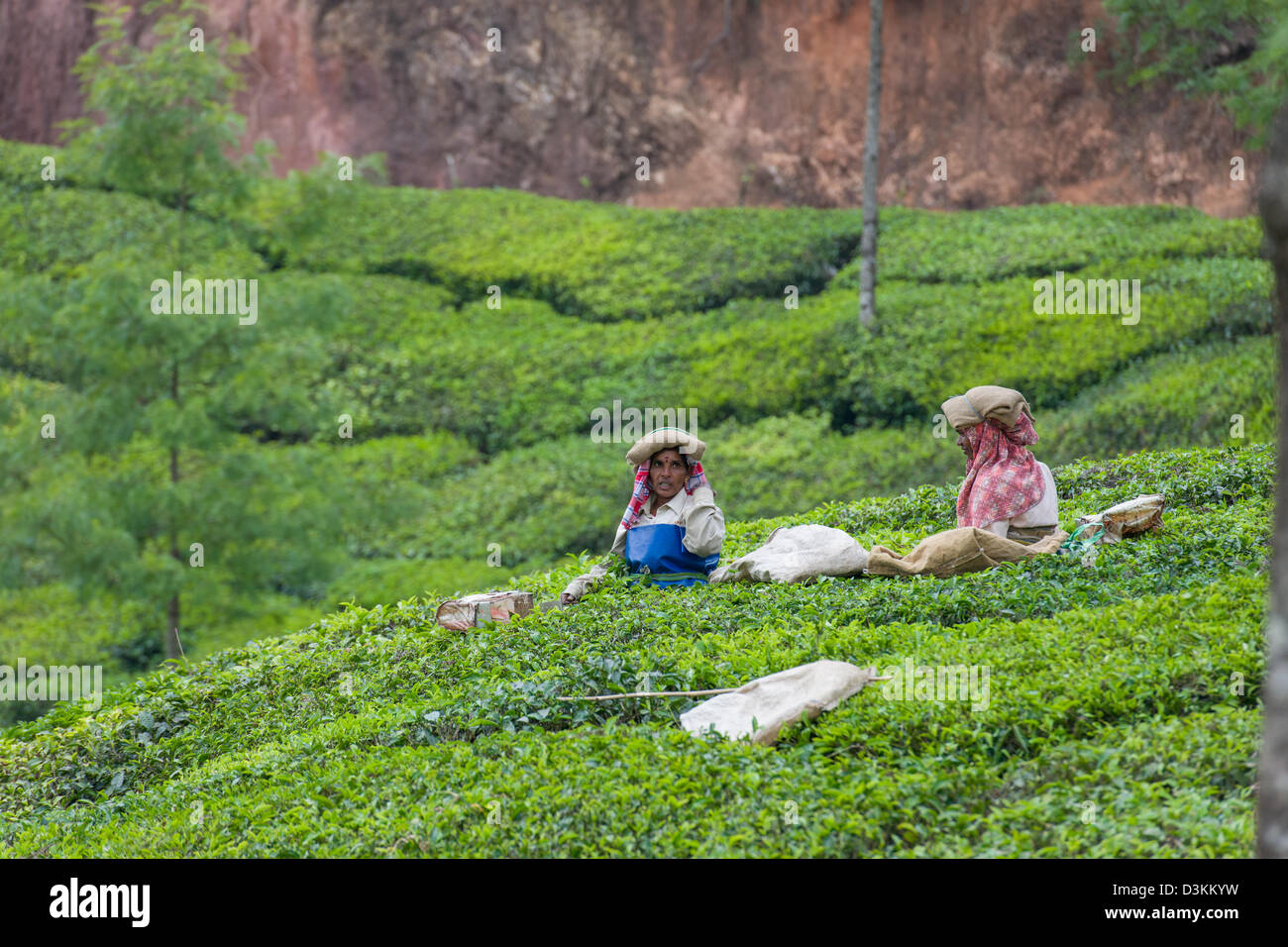 Frauen Tee auf einer Teeplantage etwas außerhalb von Munnar, Kerala, Indien Stockfoto