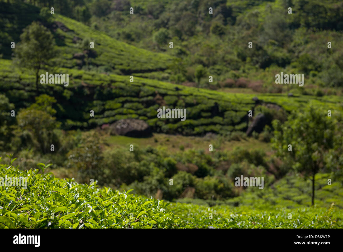 Tipps von Teepflanzen auf einer Teeplantage außerhalb Munnar, Kerala, Indien Stockfoto