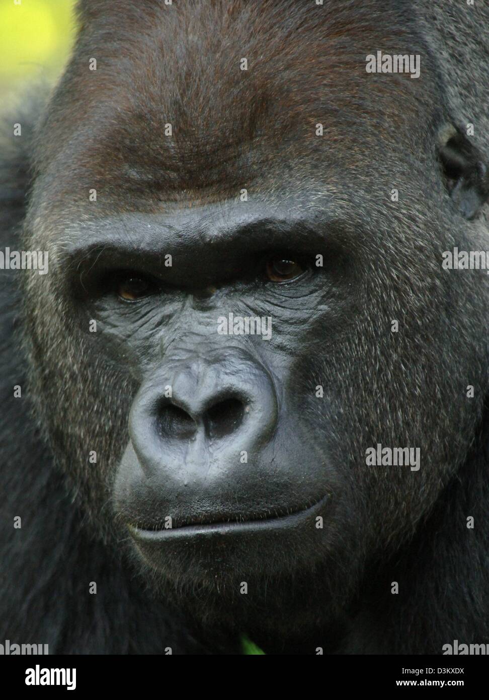 Dpa Mannlicher Gorilla Ivo In Seinem Gehege Im Affe Und Affe