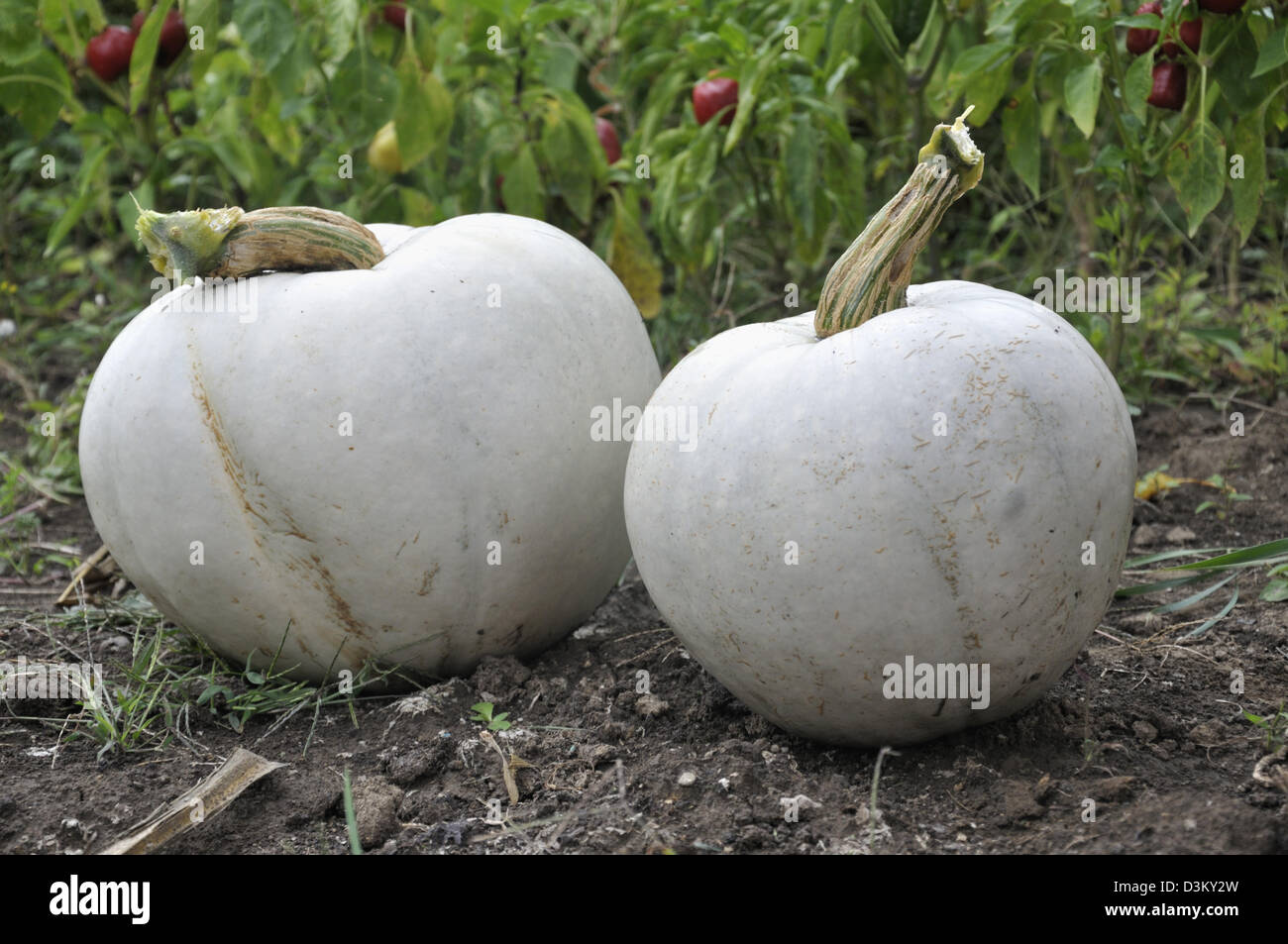 Weiße Kürbisse Stockfoto