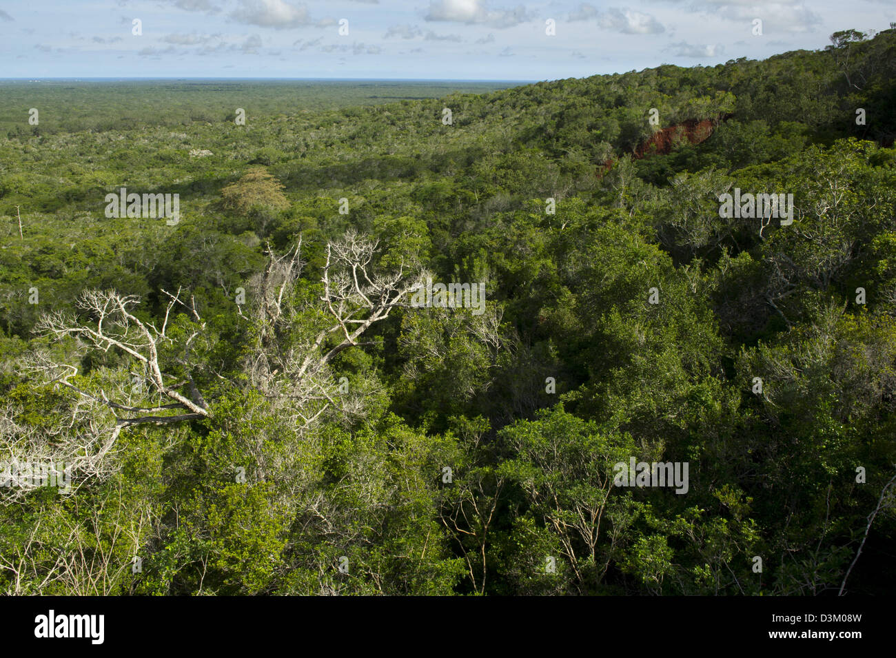 Blick über den Baumkronen, Arabuko Sokoke Forest Reserve, Watamu, Kenia Stockfoto