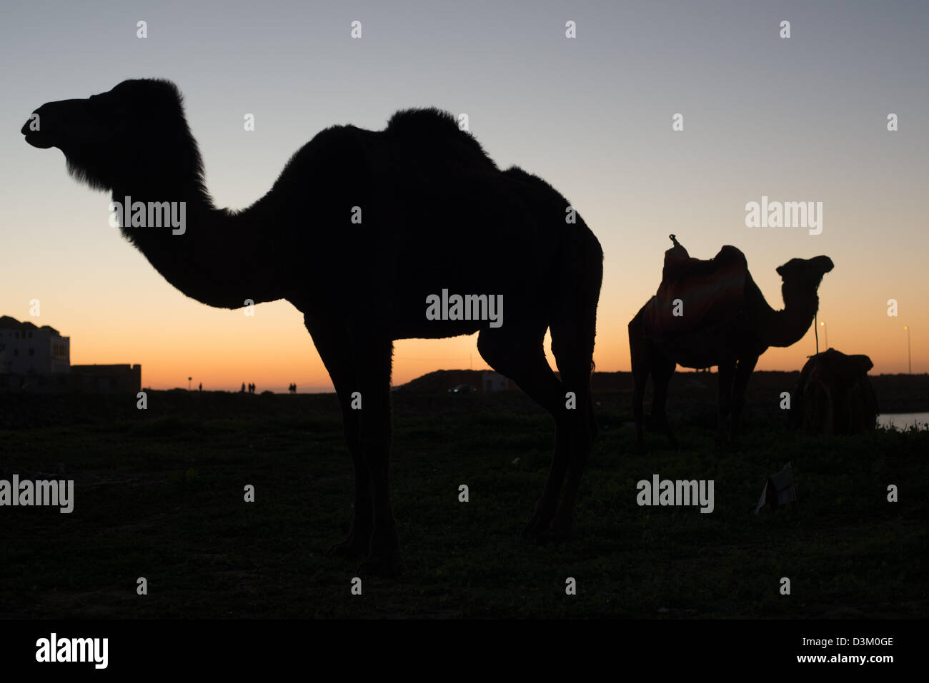 Silhouette von zwei Kamele mit einem Sonnenuntergang im Hintergrund. Stockfoto