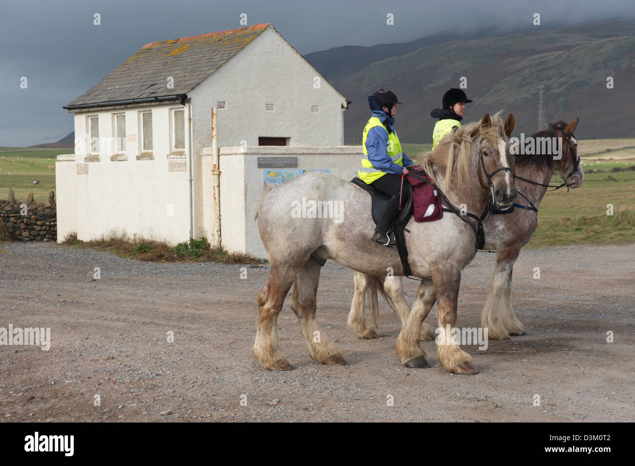 Shire Pferde für Freizeit-Reiten im Königreich verwendet wird. Stockfoto