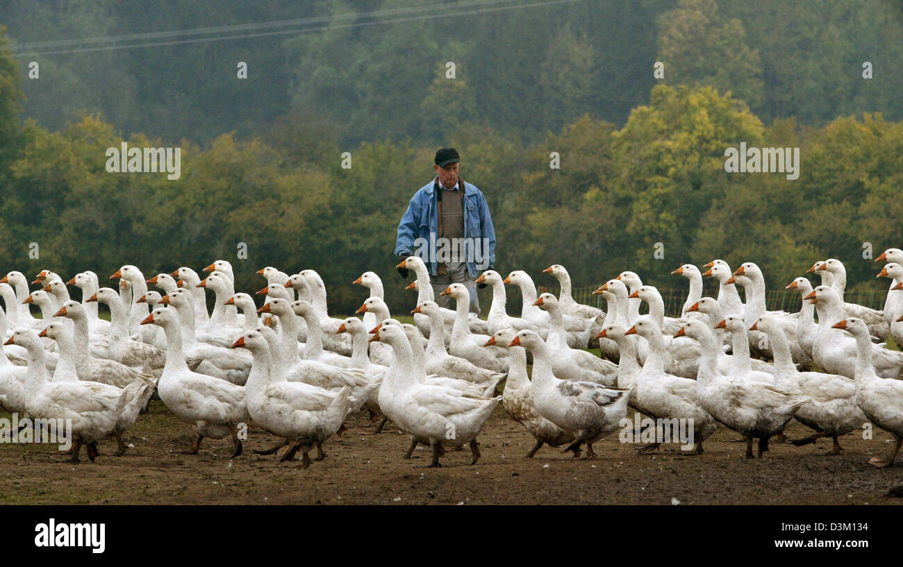 (Dpa) - Geflügelzüchter Martin Schmid Herden seine weiße Gänse in Richtung der Scheune auf seinem Freilandhaltung Geflügelfarm in Pforzen, Deutschland, Dienstag, 18. Oktober 2005. Ihrem Inkrafttreten auf Mittwoch, 19. Oktober 2005, hat der Freistaat Bayern eine Richtlinie Bestellung Landwirte für ihr Geflügel, um die Tiere vor einer möglichen Infektion mit dem Vogel-Grippe-Virus zu schützen ausgegeben. Stockfoto