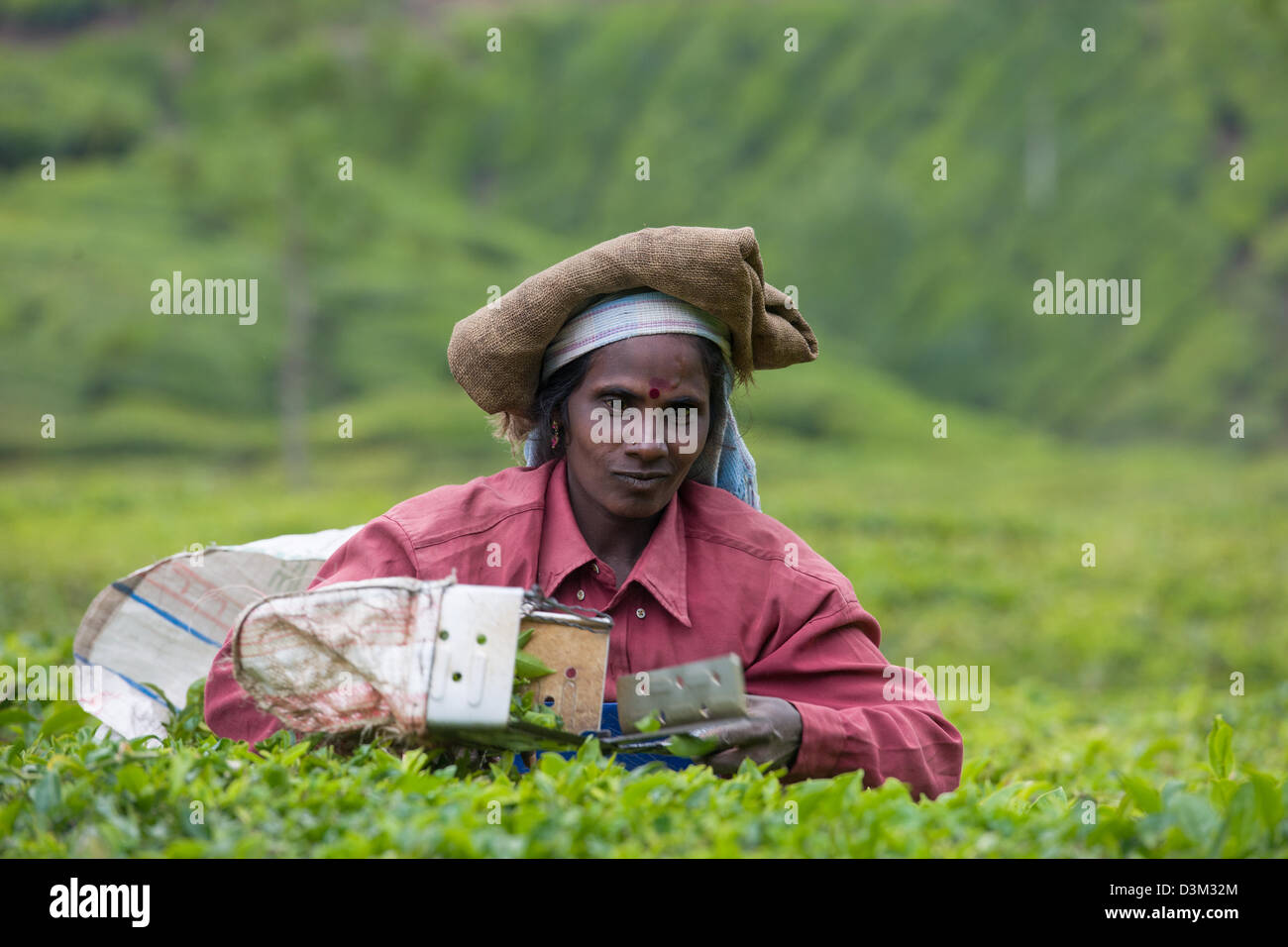 Frau Kommissionierung Tee mit Klipper auf einer Teeplantage etwas außerhalb von Munnar, Kerala, Indien Stockfoto