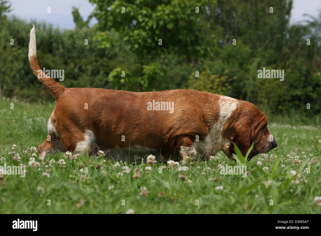 Hund Basset Hound Erwachsenen Geruch auf einer Wiese Stockfoto