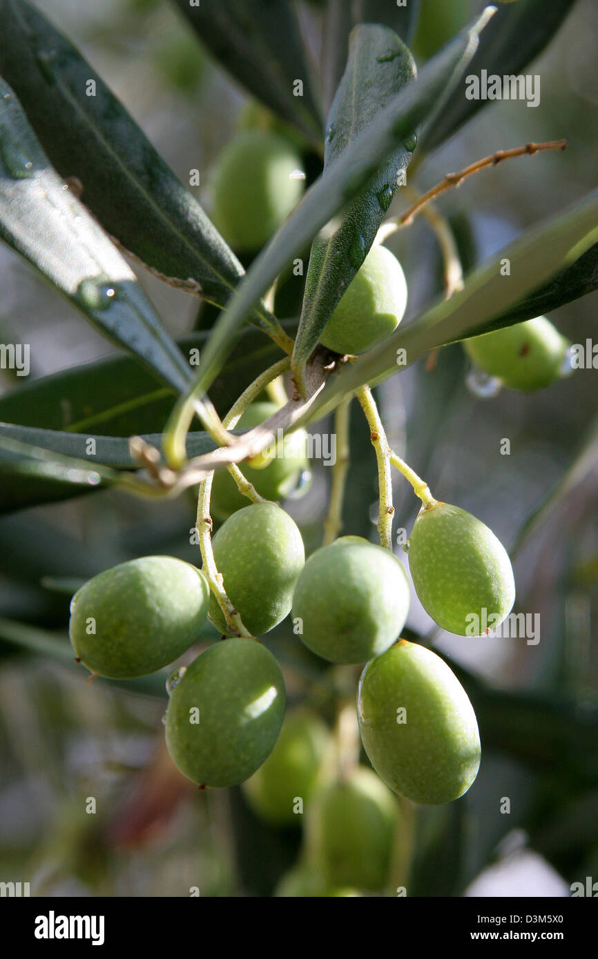 (Dpa) - hängen Oliven auf einem Baum im Casoli, Italien, 24. Oktober 2005. Foto: Heiko Wolfraum Stockfoto