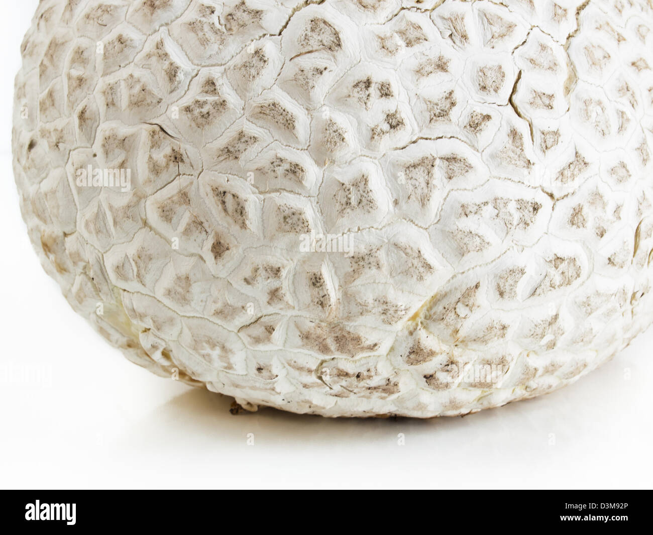 Die westliche Riese puffball wächst auf gedüngten Boden wie in Wiesen, Felder und Wälder, Straßenränder, sagebrush Wohnungen, Weiden und anderen sonnigen Plätzen. Stockfoto