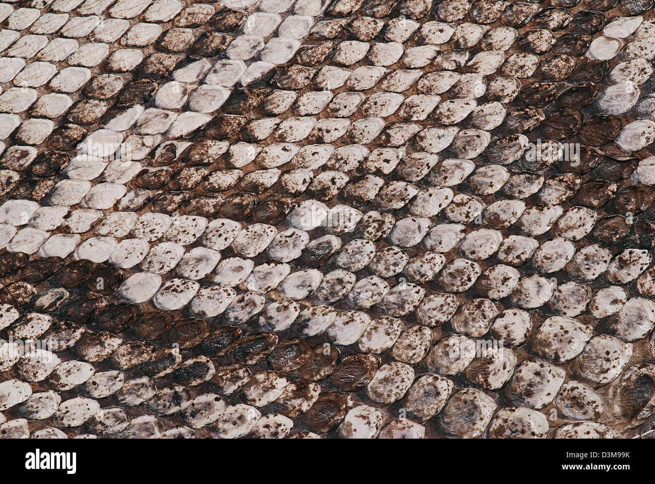 Detail einer echten Haut einer Schlange mit Schuppen-Muster Stockfoto
